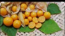 Mudas de plantas  physalis