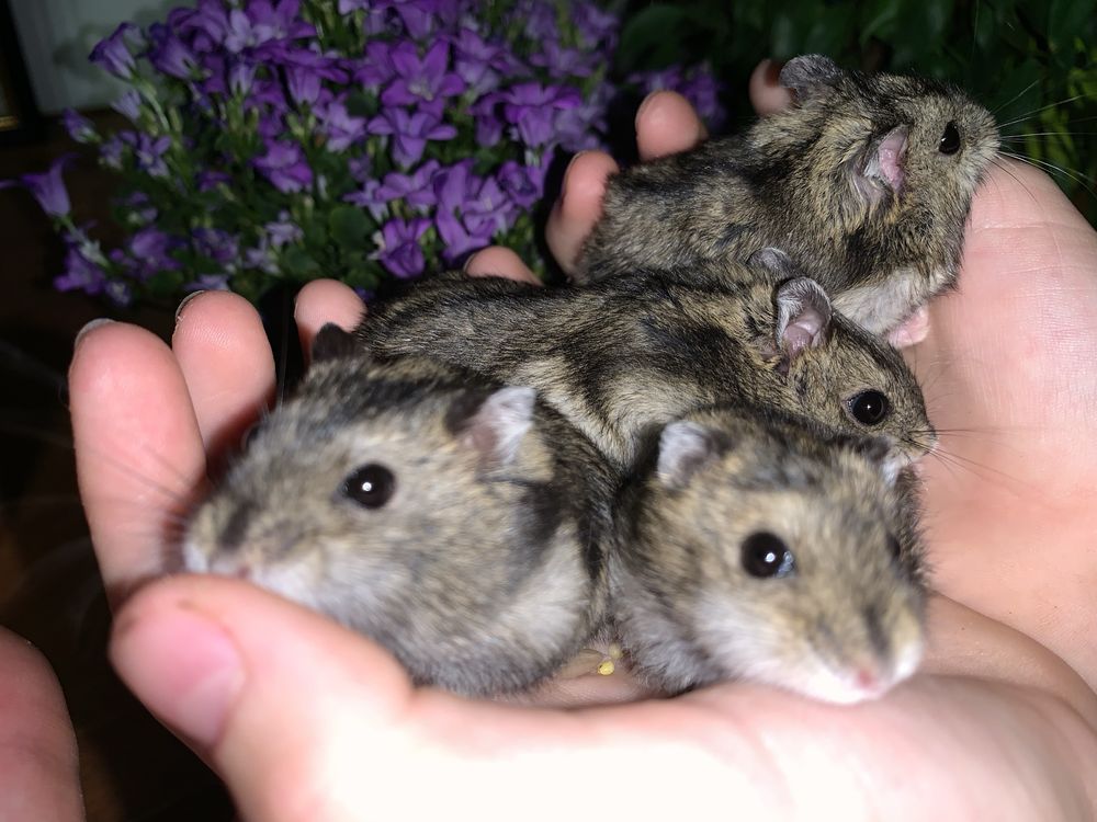 Хомʼяк джунгарський