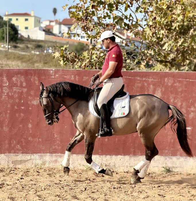 Poldro Lusitano Puro - Potro Bay Blue book Complet Ortigao coast lines