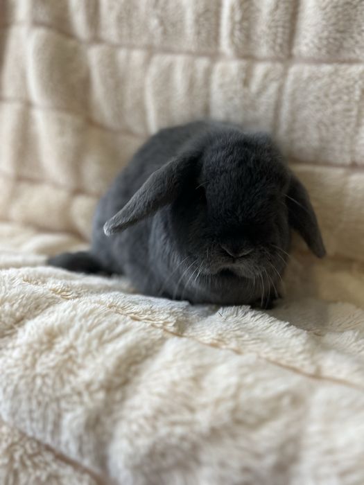 Дівчинка NHD,карликові кролики,блакитний окрас