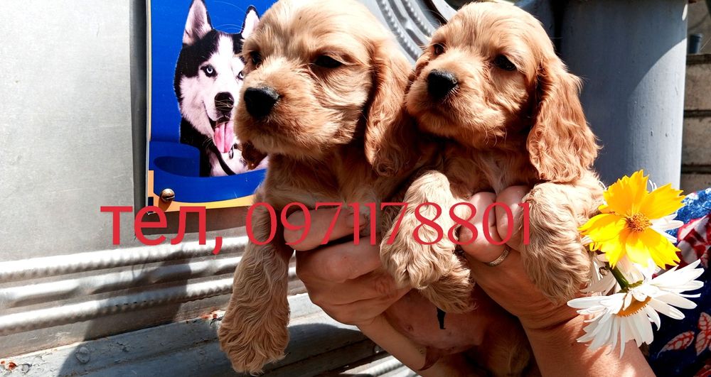 Кмітливі, енергійні, кумедні та віддані спанієлі - це гарний вибір.