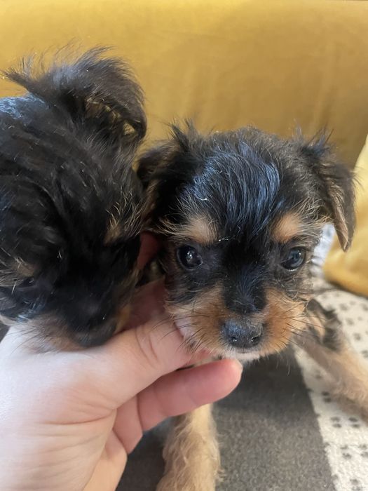 Piesek york yorkshire cudny malutki miniaturka