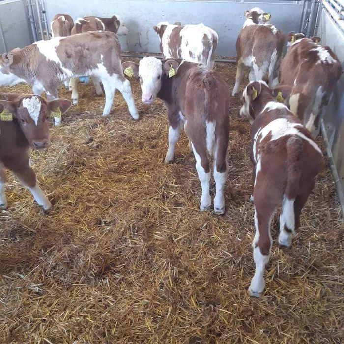 Cielęta, cielaki, byczki oraz jałówki mięsne, MM,MS,HF transport