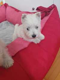 Szczeniak West Highland White Terrier