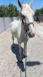 Cavalo bem montado