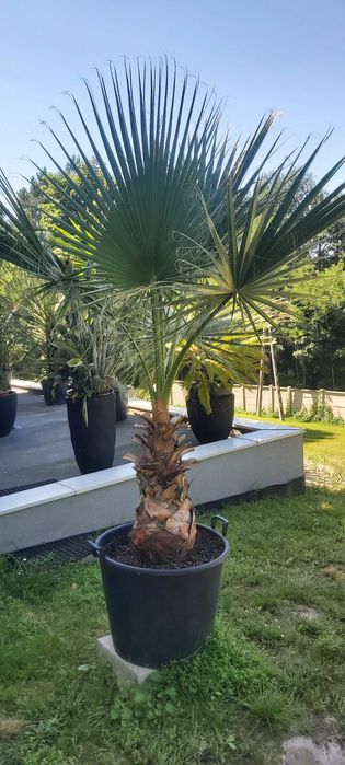 Palma Washingtonia filifera – ok. 250 cm z doniczką