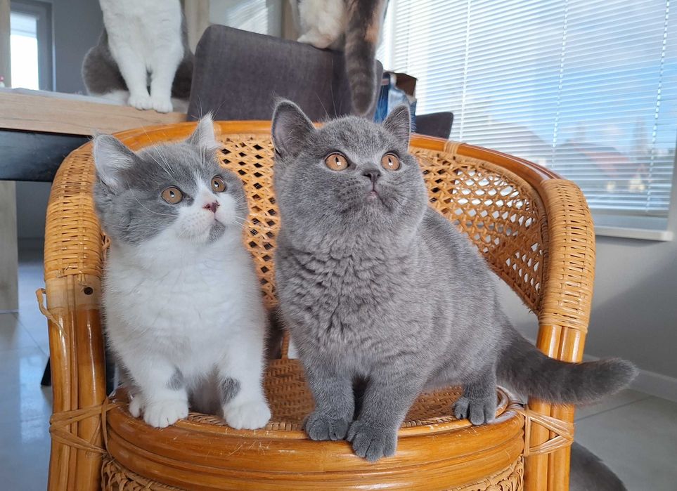 Piękny Kocurek Brytyjski Niebieski ARMANI Rodowód WCF