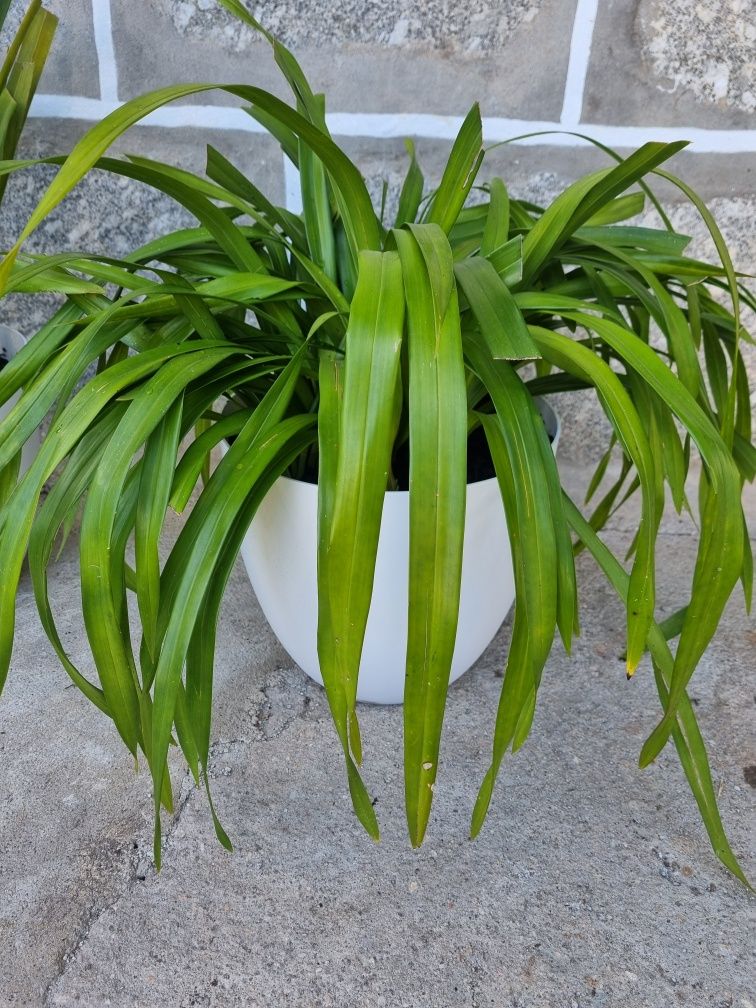 Orquídeas Exterior de várias cores