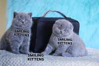 Унікальні кошенята з посмішками