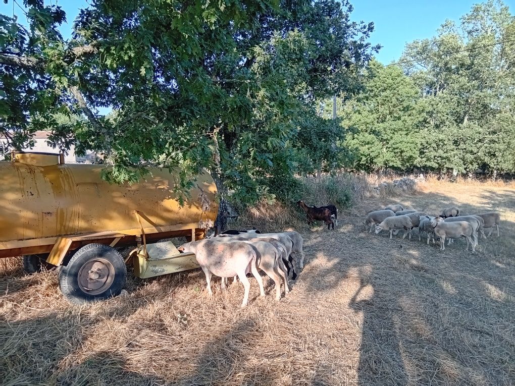 Ovelhas prenhas INRA 401