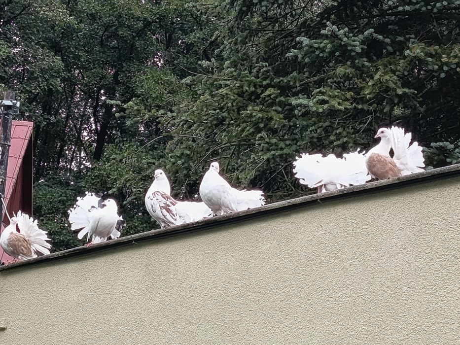 Pawiki gołębie ozdobne