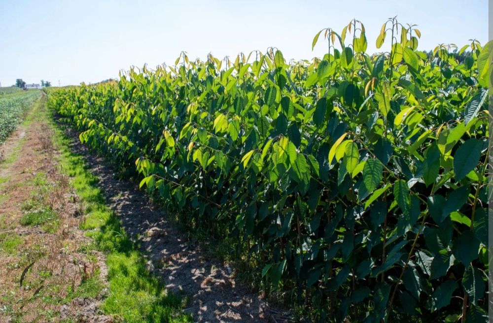 Саженцы плодовых Персик, Груши,Яблони, Нектарин, Абрикос, Колоновидные