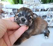 Carolina śliczna dziewczynka Chihuahua długowłosa