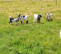 Cabras anãs para venda