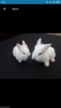 Декоративні кролики, карликовий кролик