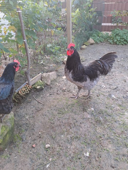 Piękny kogut rasy Australop