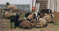 Продам вівці- різні