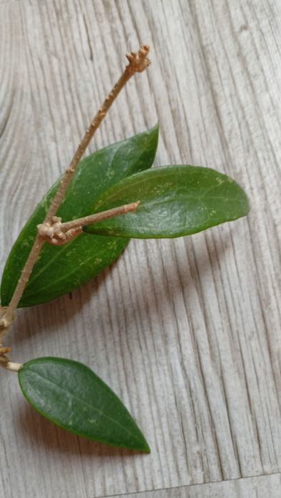 Hoya aff wibergiae rosnąca