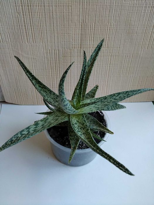 Алоэ сомалийское алое Somaliensis