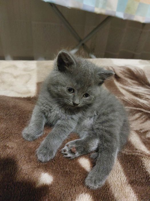 Кошенята висловухі, прямовухі