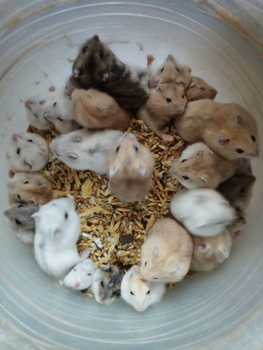 Малюсінький  хом'ячок  джунгарській сірий , білий ,