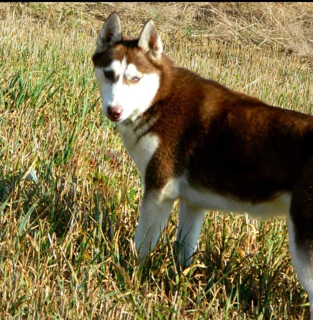 Siberian Husky-ostatni piesek z miotu!