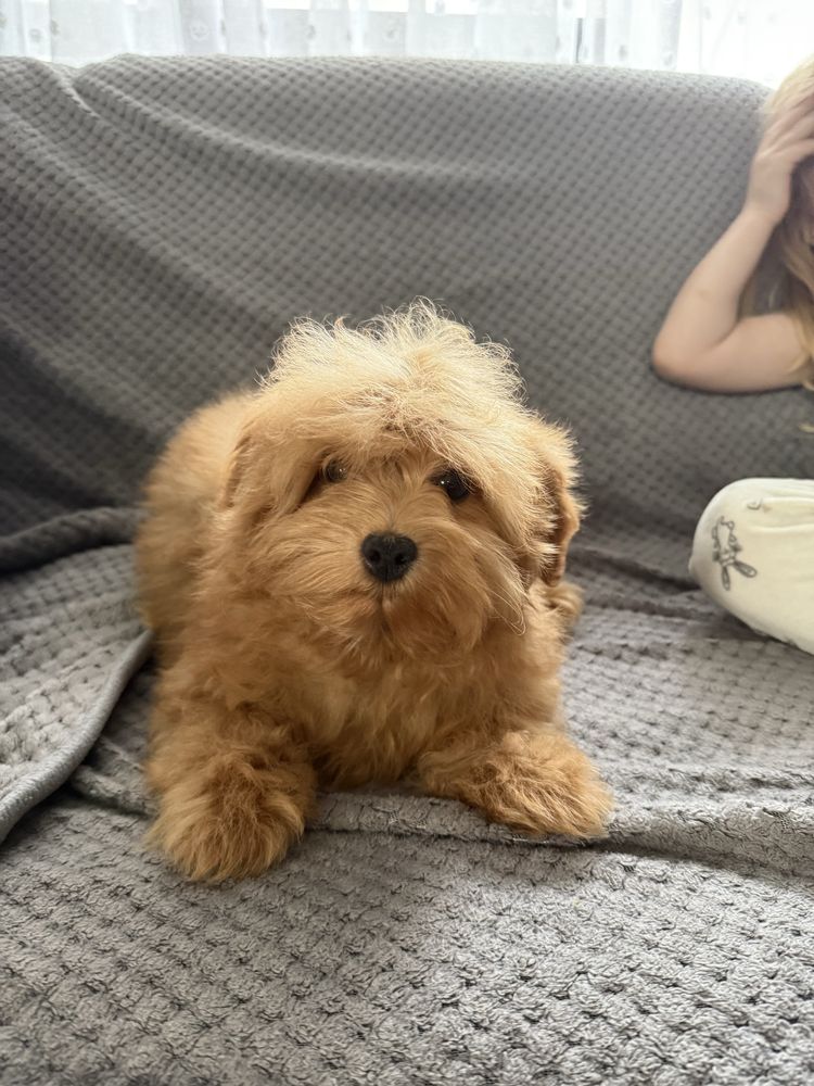 Maltipoo piesek F1 GOTOWY DO ODBIORU, maltańczyk i pudel toy