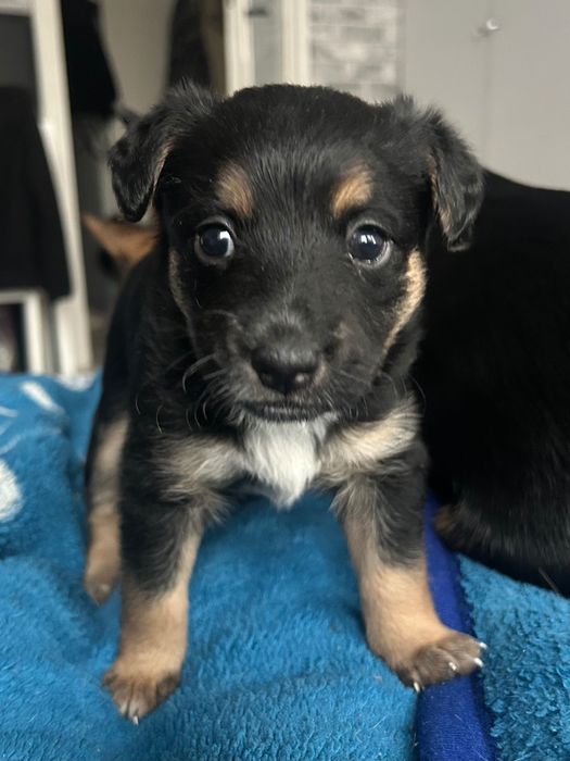 Oddam za darmo. 3 słodkie suczki szukają kochającego domku