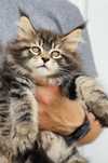 Gatinho Maine coon macho