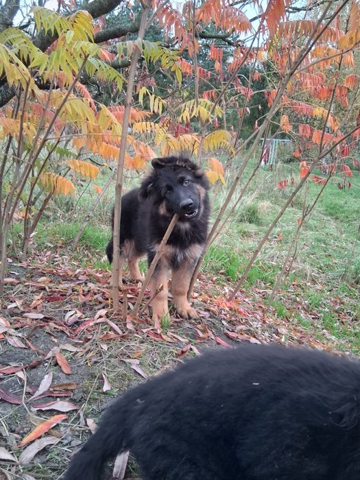 Owczarek niemiecki długowłosy śliczne szczenięta