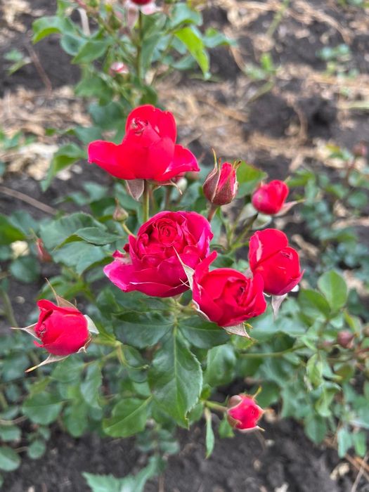 Продам саженцы розы