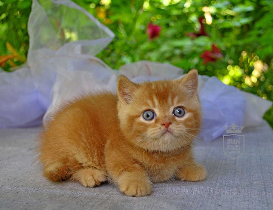Розкішний рудий британсьий кошеня