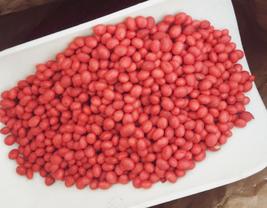 Насіння сої WINONA, ЕЛІТА, канадський трансгенний високоврожайний сорт