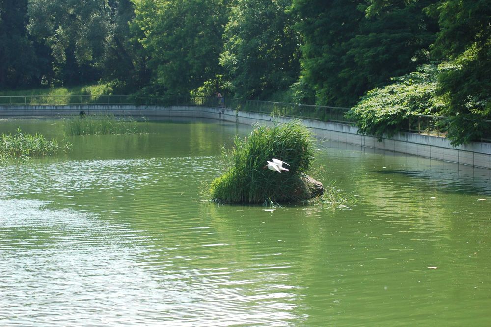 Nikon AF Nikkor 70-300mm 1:4-5.6G