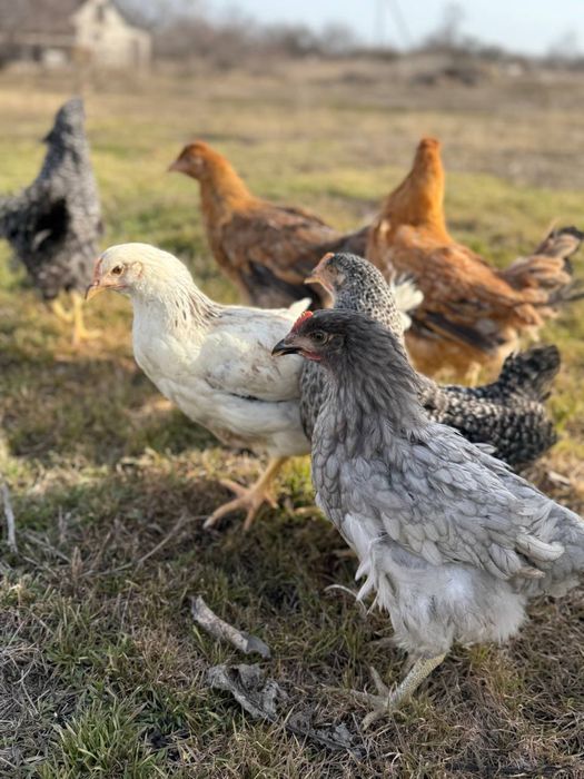 Курочки на яйце