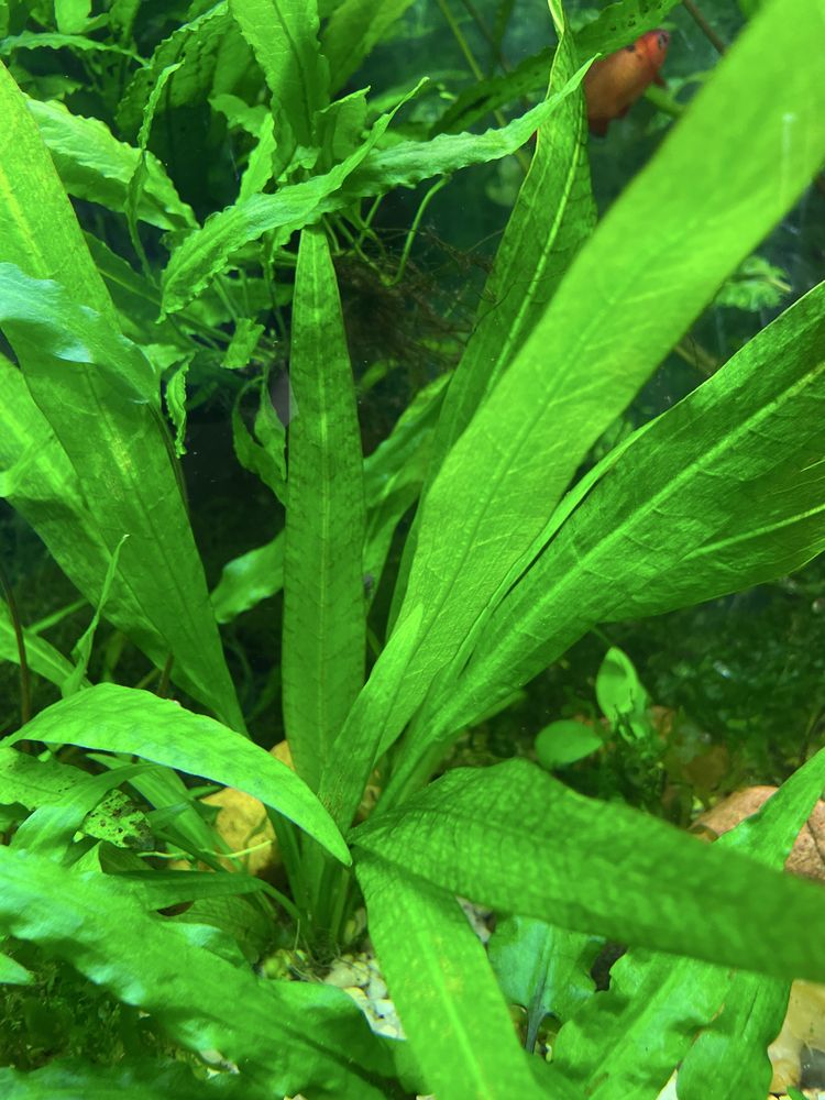 Amazonka roslina roslinka akwariowa watrobowiec microzorium