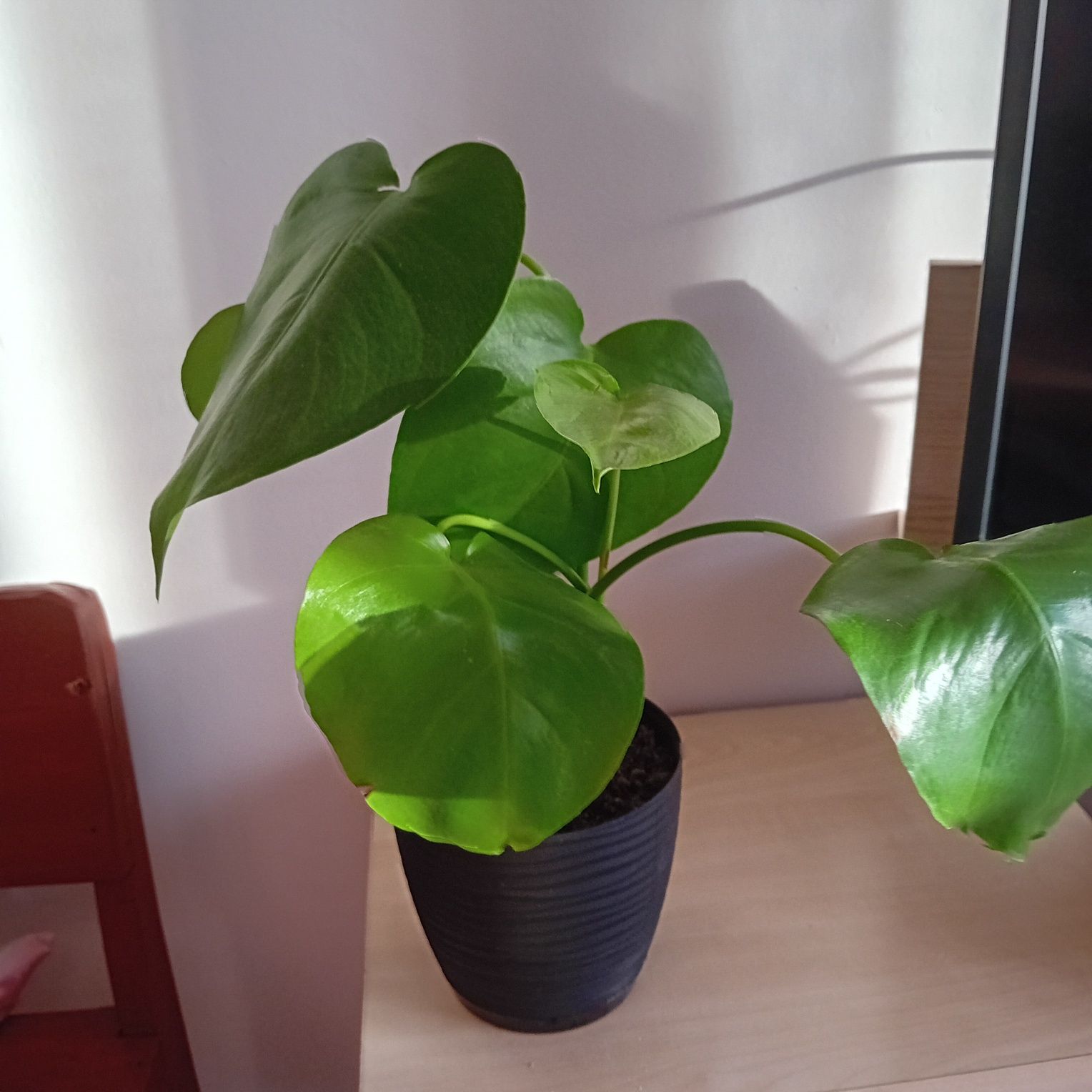 Kwiat monstera 30 cm