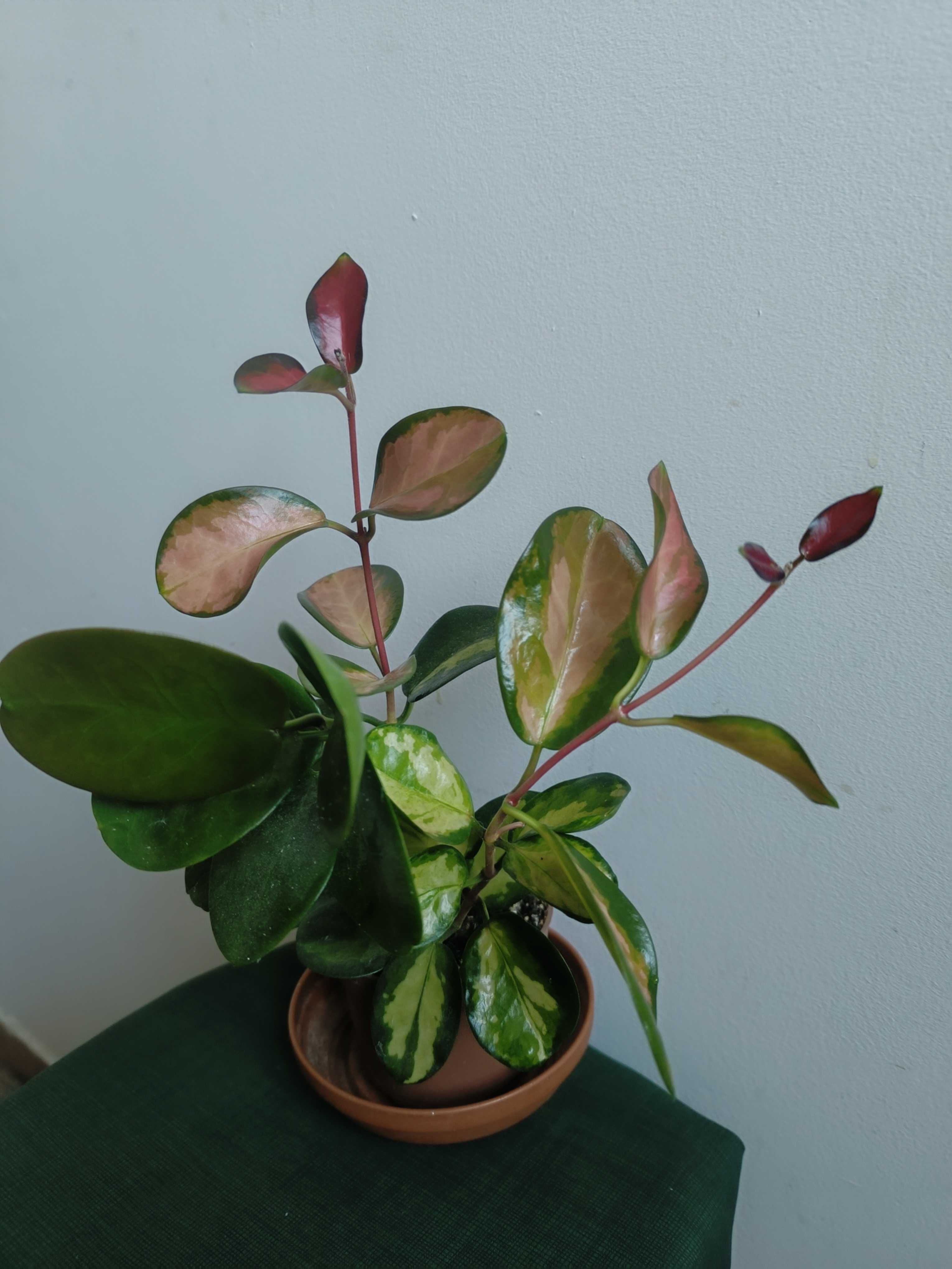 Hoya australis Lisa trójpędowa