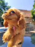Cavalier King Charles Spaniel