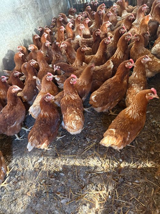 Kury nioski z pierwszym jajkiem