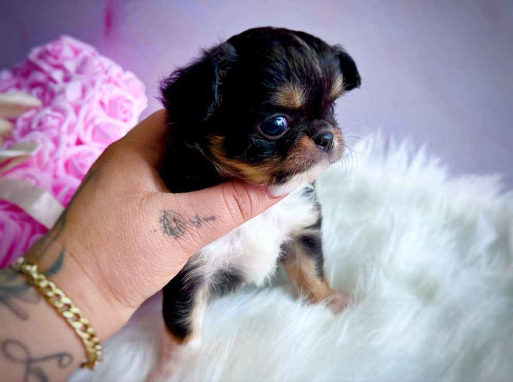 ***Śliczna długowłosa dziewczynka chihuahua tri color***