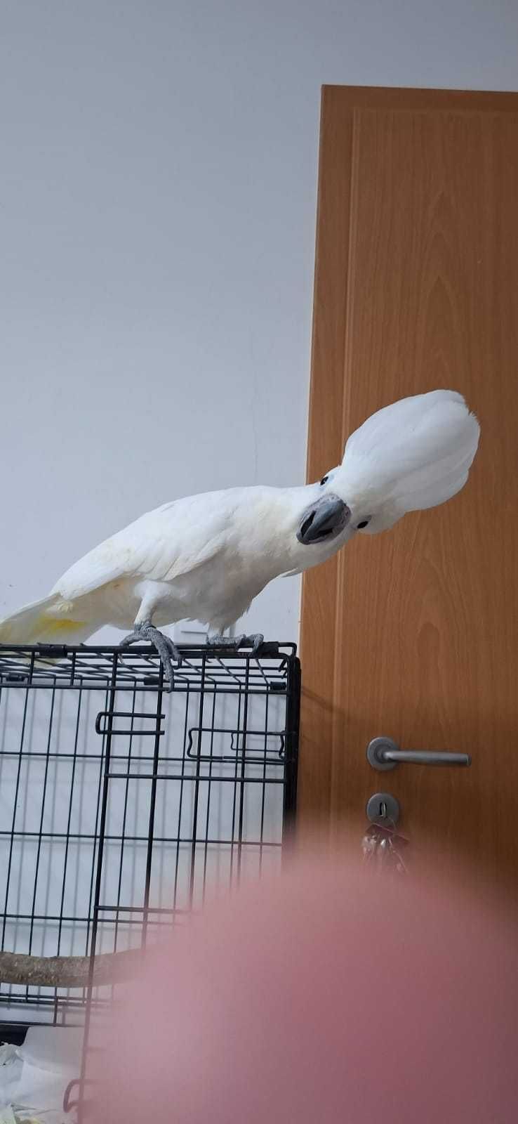 Catatua Alba, ave muito meiga
