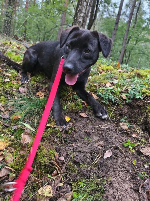 Mini labradorka Kokosanka szuka domu!