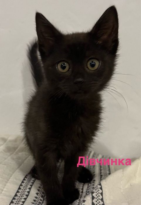 Кошеня в добрі руки