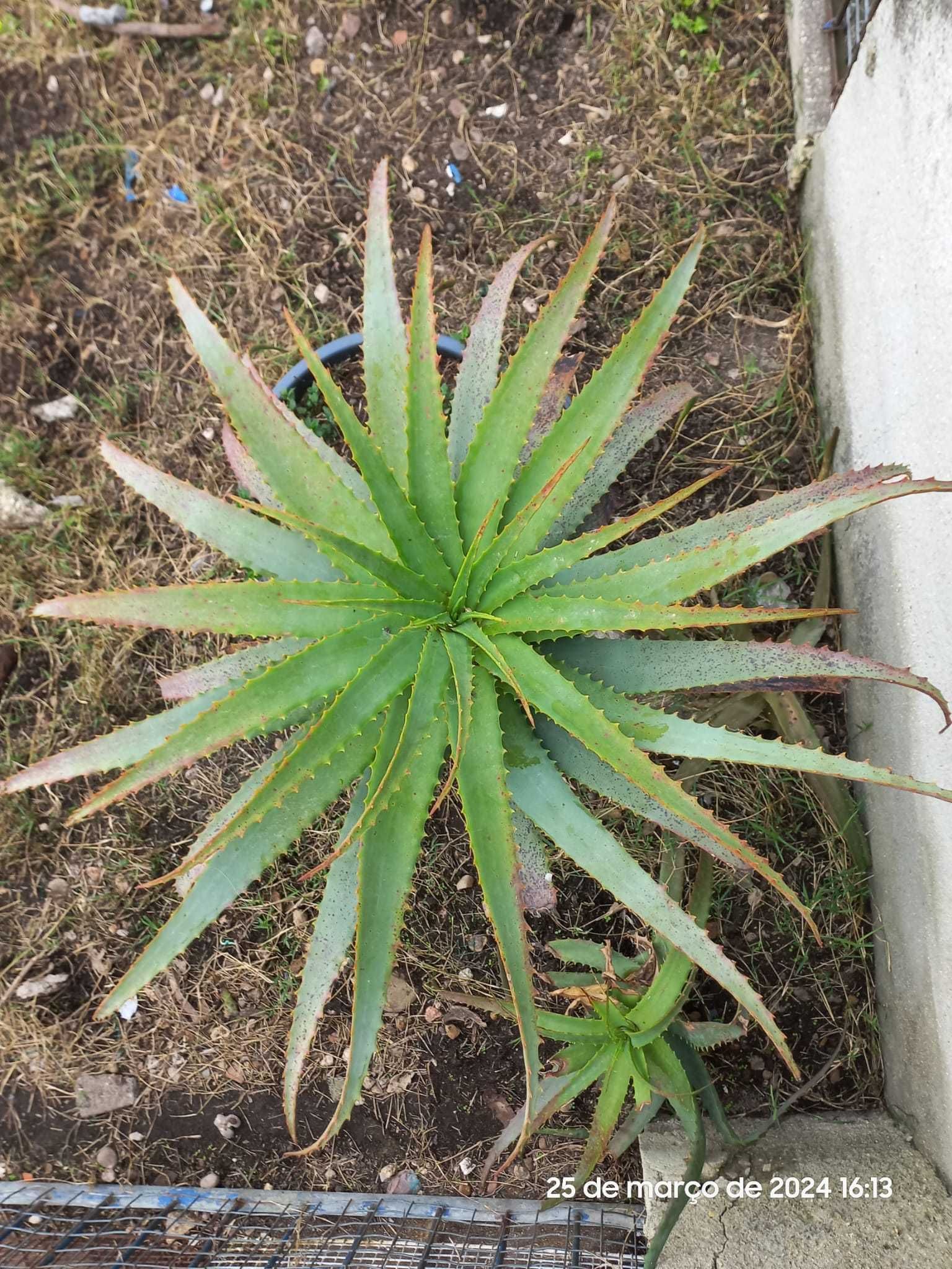 ALOE VERA - Planta grande em vaso