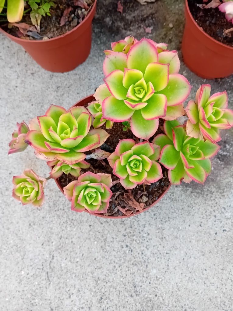 Flores suculentas aeonium lindas