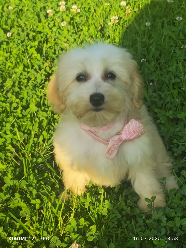 Maltipoo F1 cudowny chlopiec