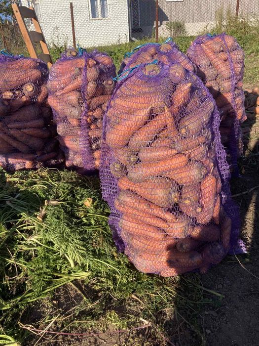 Продам моркву ,смачна і соковита