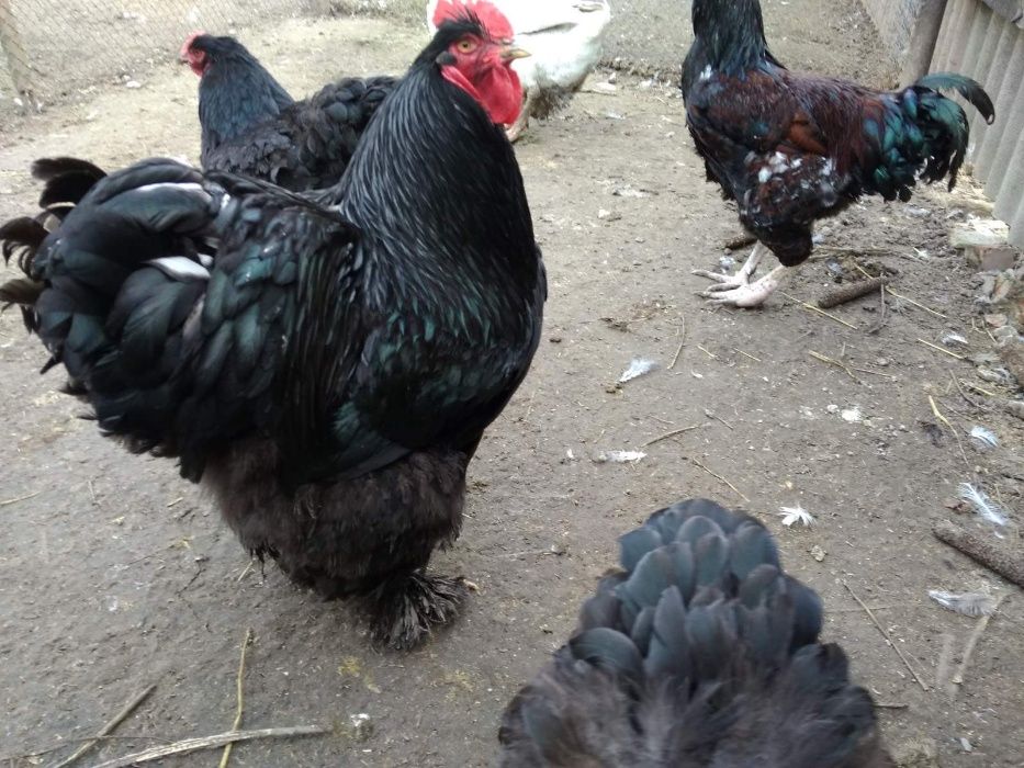 Продам кур, курчат, яйца кохинхины, джейирский гигант, ситцевые