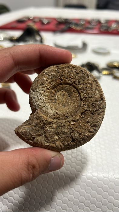 Amonite Fossil colecao